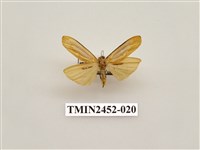 藏品(藍緣苔蛾)的圖片